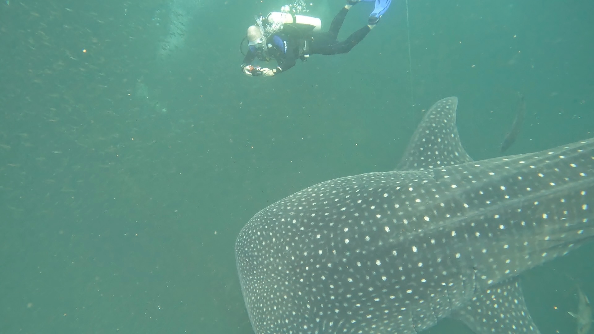 Photographing a whale shark